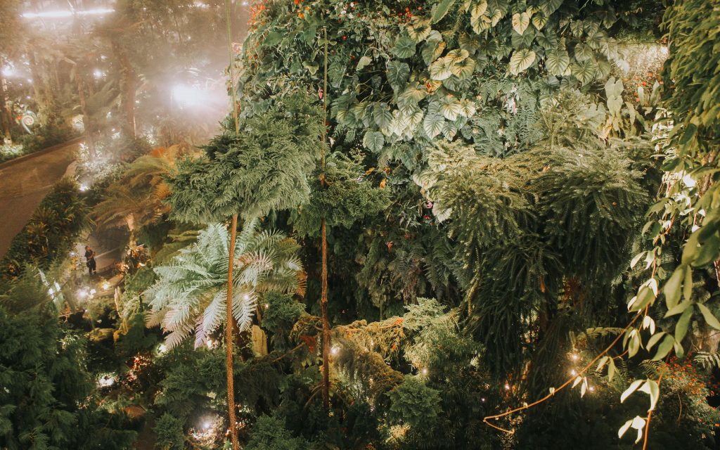 the cavern cloud forest