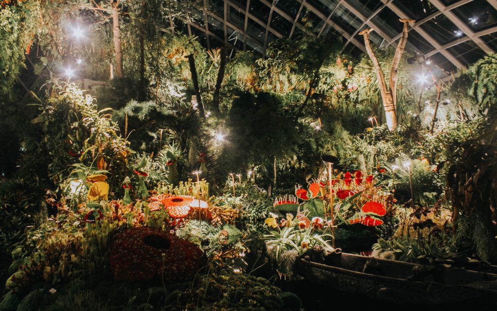 the lost world cloud forest