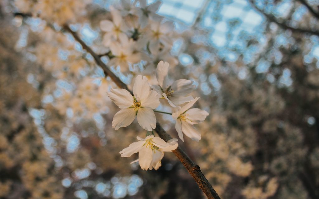 sakura at flower dome singapore