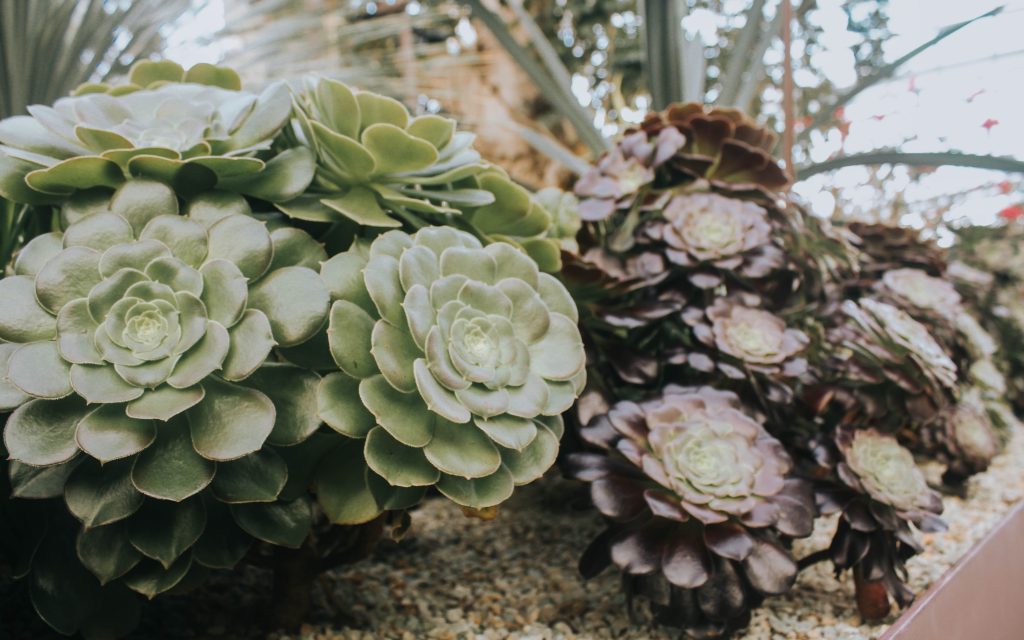 succulent garden flower dome singapore