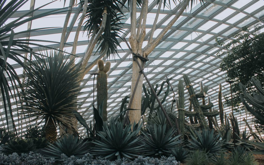 cactus flower dome singapore